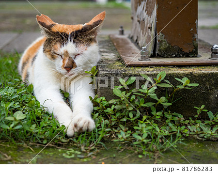 台湾 猫 ねこ 81786283