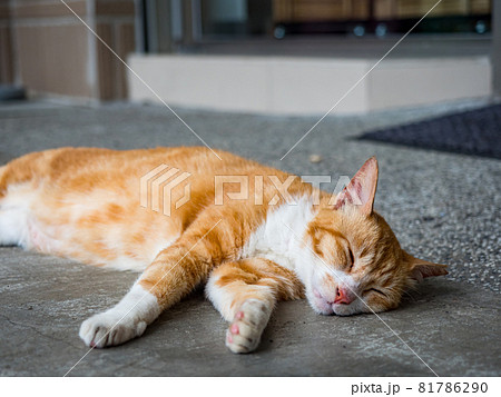 台湾 猫 ねこ 81786290
