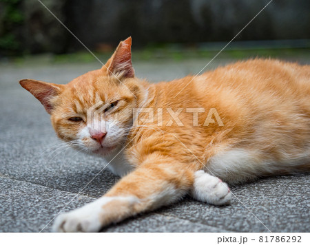 台湾 猫 ねこ 81786292