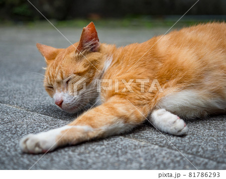 台湾 猫 ねこ 81786293