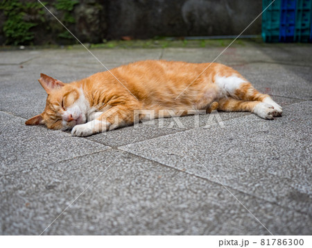 台湾 猫 ねこ 81786300