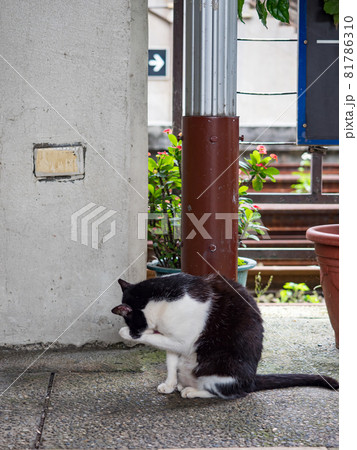台湾 猫 ねこ 81786310