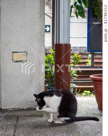 台湾 猫 ねこ 81786312