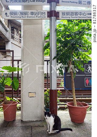 台湾 猫 ねこ 81786317