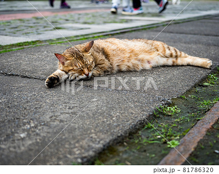 台湾 猫 ねこ 81786320