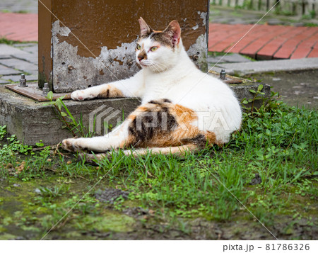 台湾 猫 ねこ 81786326
