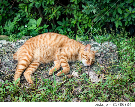 台湾 猫 ねこ 81786334