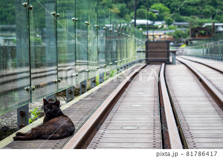 台湾 猫 ねこ 81786417