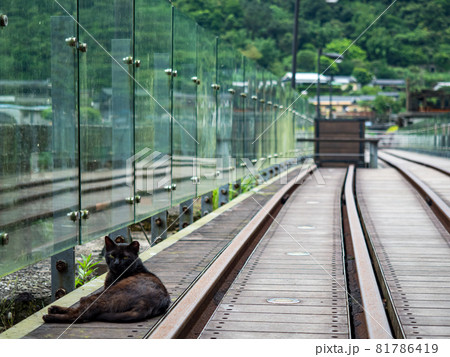 台湾 猫 ねこ 81786419