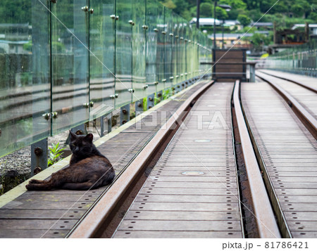 台湾 猫 ねこ 81786421