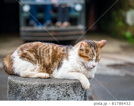 台湾 猫 ねこ 81786432