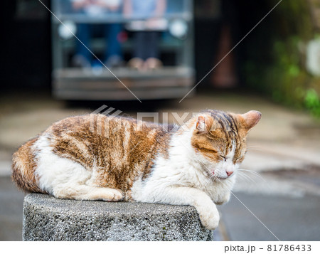 台湾 猫 ねこ 81786433