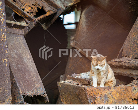 台湾 猫 ねこ 81786612