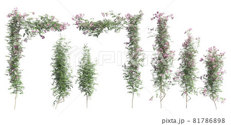 Climbing plants creepers isolated on white background 3d illustration 81786898