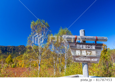 紅葉の奥日光・戦場ヶ原 81787453