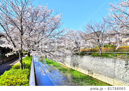 石神井川沿いの桜／下石神井6丁目付近(東京都練馬区)【2020.3】 81788065