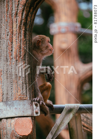 夏の動物園のニホンザル 夏の動物園のニホンザル 81788073