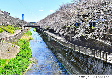石神井川沿いの桜／南田中住宅付近(東京都練馬区)【2020.3】 81788372