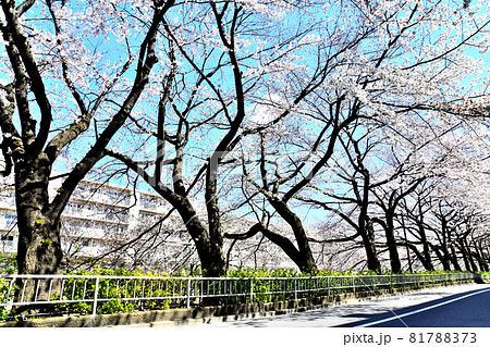 石神井川沿いの桜／南田中住宅付近(東京都練馬区)【2020.3】 81788373