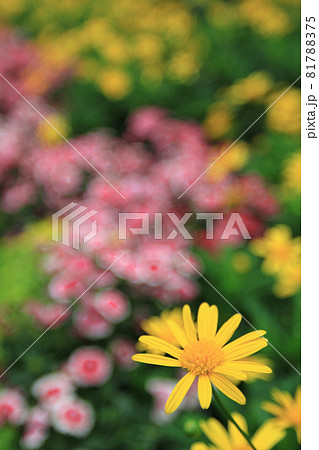 the Argyranthemum frutescens, known as Paris daisy, marguerite or marguerite daisy the Argyranthemum frutescens, known as Paris daisy, marguerite or marguerite daisy 81788375