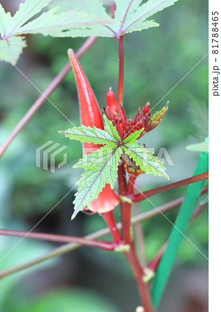 赤オクラの実 81788465