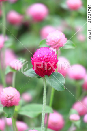満開の千日紅(センニチコウ)の花 満開の千日紅(センニチコウ)の花 81788760