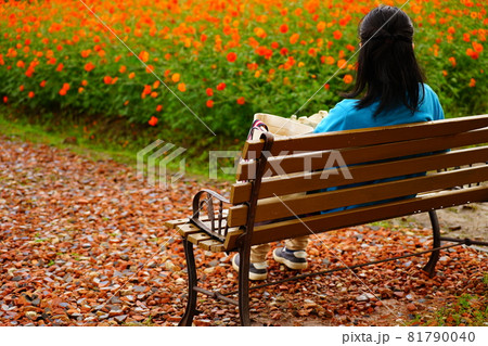 キバナコスモス畑の木製ベンチに座る一人の女性の後ろ姿の写真素材