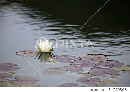 睡蓮の花 睡蓮の花 81790303