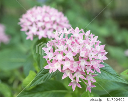 ガーデニングに似合う彩りの世界【花・植物】 81790402
