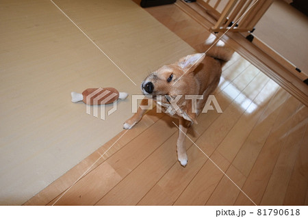 豆柴 五ヶ月 お風呂上がりに体をブルブルする子犬 豆柴 五ヶ月 お風呂上がりに体をブルブルする子犬 81790618