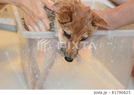 豆柴 五ヶ月 シャワーを我慢する子犬 豆柴 五ヶ月 シャワーを我慢する子犬 81790625