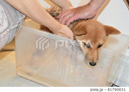 豆柴　五ヶ月　シャワーに怯える子犬 81790631