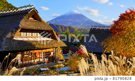 秋の西湖いやしの里根場 ススキと茅葺き屋根越しに望む冠雪富士 秋の西湖いやしの里根場 ススキと茅葺き屋根越しに望む冠雪富士 81790828