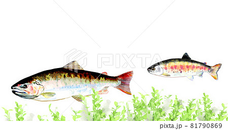 尺山女魚 尺山女魚 81790869