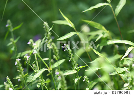 幸せを呼ぶ青い蜂(ブルービー)・ルリモンハナバチ 幸せを呼ぶ青い蜂(ブルービー)・ルリモンハナバチ 81790992