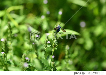 幸せを呼ぶ青い蜂(ブルービー)・ルリモンハナバチ 幸せを呼ぶ青い蜂(ブルービー)・ルリモンハナバチ 81790996