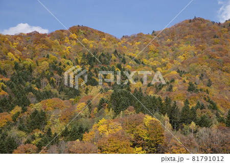 定山渓の紅葉 定山渓の紅葉 81791012