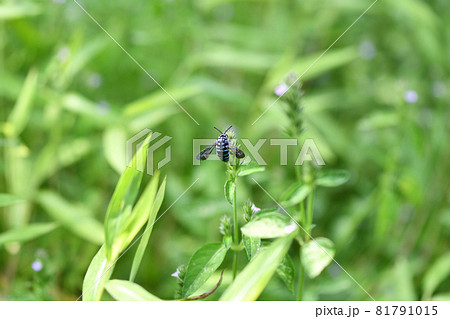 幸せを呼ぶ青い蜂（ブルービー）・ルリモンハナバチ 81791015