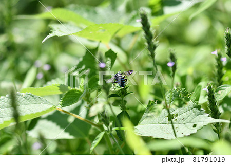 幸せを呼ぶ青い蜂(ブルービー)・ルリモンハナバチ 幸せを呼ぶ青い蜂(ブルービー)・ルリモンハナバチ 81791019