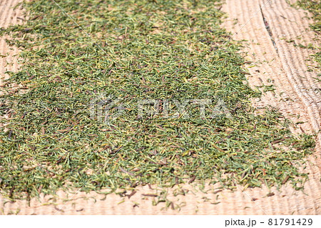 キシマメ(カワラケツメイ)の天日干し キシマメ(カワラケツメイ)の天日干し 81791429