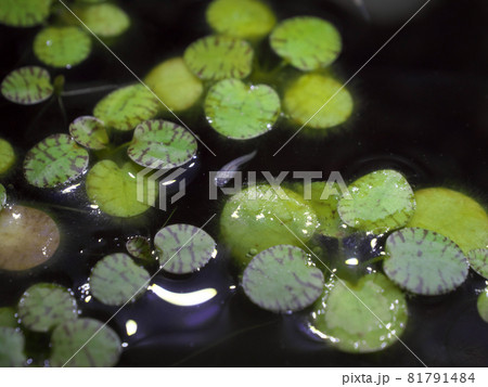 浮草の間に顔を出すめだか 81791484