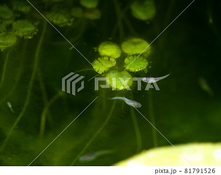 水面を泳ぐメダカの稚魚 81791526