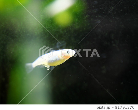 卵を抱えて泳ぐめだか 81791570