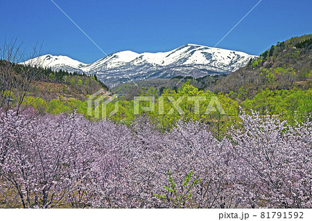 桜と残雪の月山 桜と残雪の月山 81791592