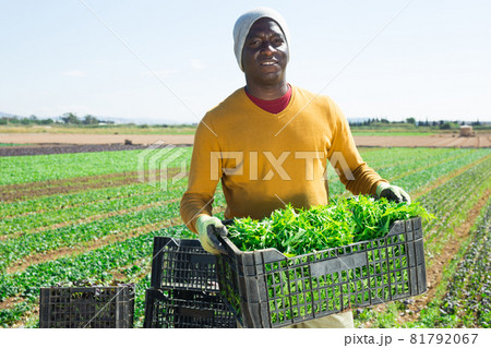 African-american worker harvesting green mizuna in garden 81792067