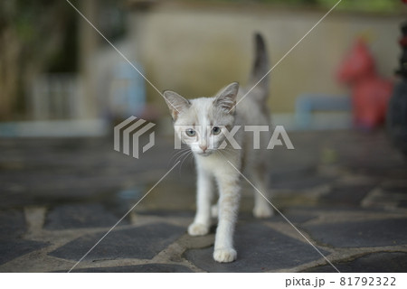 White kitten walking on concrete White kitten walking on concrete 81792322