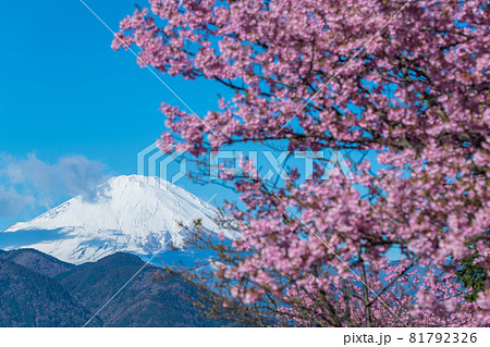 【松田町松田山、満開の河津桜と富士山】 81792326