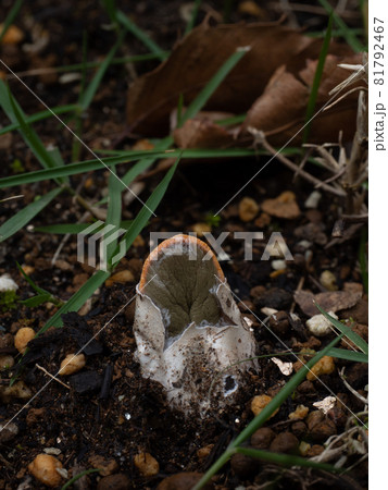 幼菌から成長中のカニノツメ 81792467