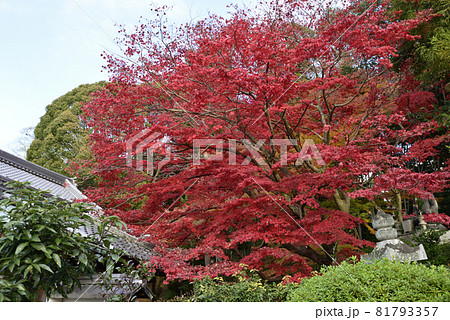 金戒光明寺塔頭寺院 栄摂院 金戒光明寺塔頭寺院 栄摂院 81793357