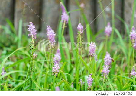 土手に咲く雑草の花ツルボ 土手に咲く雑草の花ツルボ 81793400